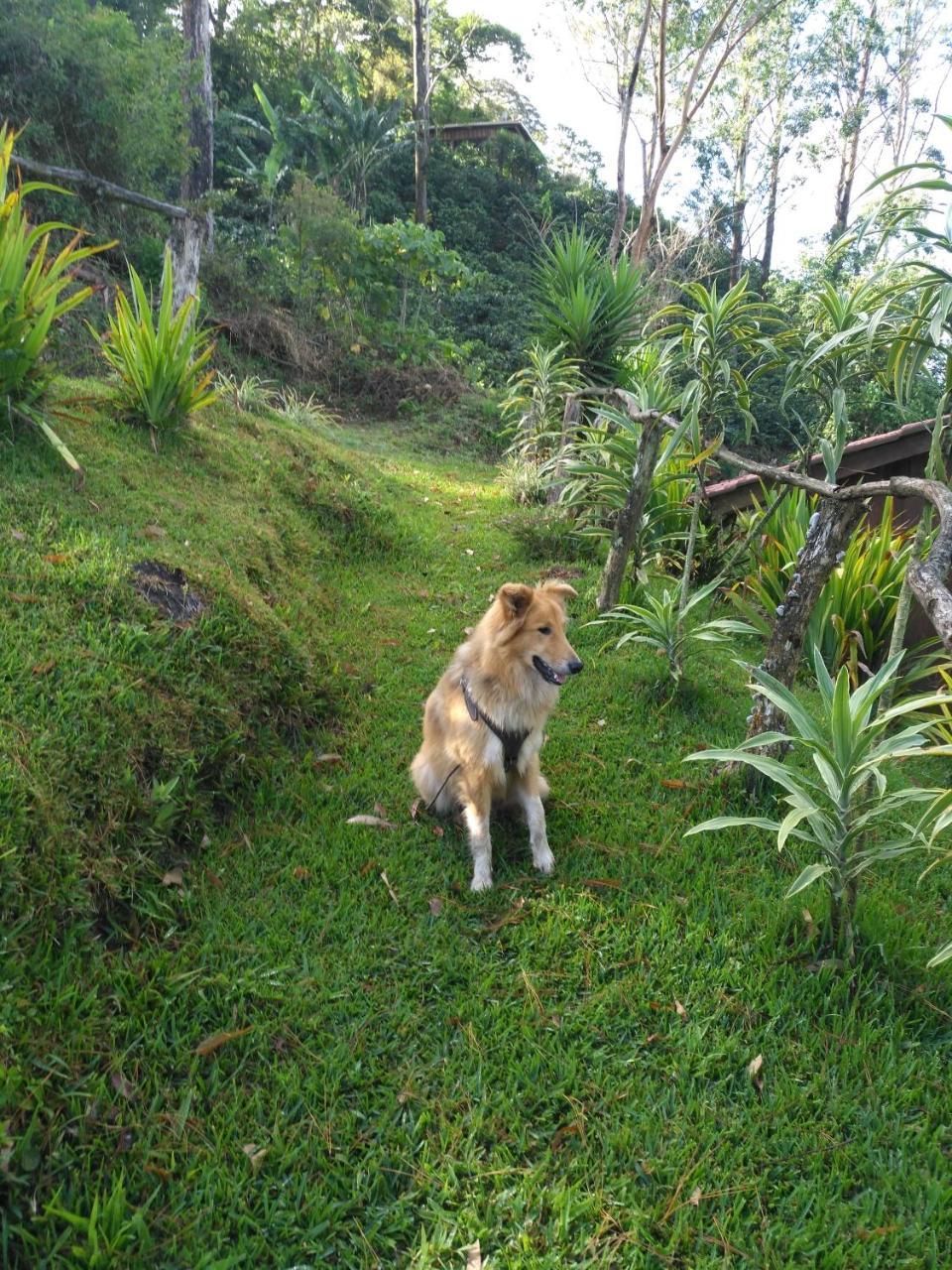 Don Camilo De Montana